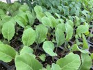 Broccoli 'Marathon' -Økologisk småplante. Pakke a 5 stk. Sendes ca uke 20. thumbnail