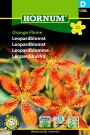 Leopardblomst 'Orange Flame' (Belamcanda chinensis) thumbnail