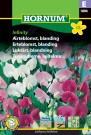 Erteblomst, blanding 'Infinity' (Lathyrus latifolius) thumbnail