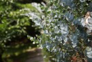 Bladplante Eucalyptus Silverdrop thumbnail