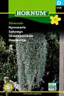Sølvregn 'Silverrain' (Dichondra argentea)/