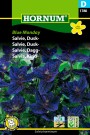Salvie, Dusk- 'Blue Monday' (Salvia horminum) thumbnail