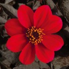 Georgine 'Happy Days Red' (Dahlia) 1 stk pluggplante thumbnail