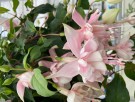 Tåre 'Pink Marsmallow'  (Fuchsia- hengende) 1 stk pluggplante thumbnail