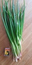 Luftløk 10 stk (Allium × proliferum)   thumbnail