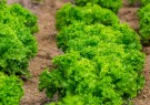 Salat Crispitype 'Danstar' -Økologisk småplante. Pakke a 5 thumbnail