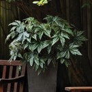 Begonia 'Gryphon' (Begonia hybrida) thumbnail