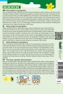 Grønngjødsel Honningurt '' (Phacelia tanacetifolia) thumbnail