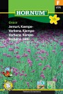 Verbena, Kjempe- 'Grace' (Verbena bonariensis) thumbnail