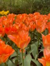 Tulipan 'Orange Emperor'   7 stk. store proffløk str. 12/+ (lev. uke 40) thumbnail