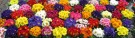 Primula fargeblanding ´Danova´ (Primula acaulis) thumbnail