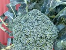 Broccoli 'Marathon' -Økologisk småplante. Pakke a 5 stk. Sendes ca uke 20. thumbnail
