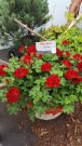 Pelargonia 'Dark Red'  (Marcada) 1 stk pluggplante thumbnail