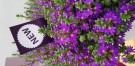 Femtunge 'Purple Haze'  (Scaveola) 1 stk pluggplante thumbnail