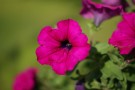 Hengepetunia 'Surfinia Purple'  (Superpetunia) 1 stk pluggplante thumbnail