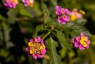 Lantana Ara 1 stk pluggplante thumbnail