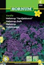Heliotrop, Duft- 'Vanilla' (Heliotropium arborescens) thumbnail