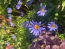 Felicia 'Forever Blue'  (Felicia) 1 stk pluggplante thumbnail