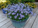 Felicia 'Forever Blue'  (Felicia) 1 stk pluggplante thumbnail