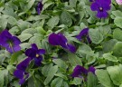 Hornfiol/stemorsblomst 'Deep Blue' (Viola cornutta) thumbnail