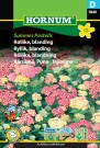 Ryllik, blanding 'Summer Pastells' (Achillea millefolium) thumbnail