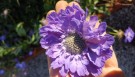 Skabiosa 'Butterfly Blue' (Scabiosa Col.) 1 stk plante i potte thumbnail