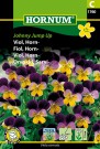 Fiol, Horn- 'Johnny Jump Up' (Viola cornuta) thumbnail