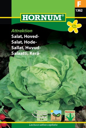 Salat, Hode- 'Attractie' (Lactuca sativa capitata)