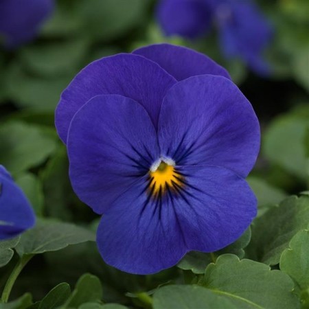 Hornfiol/stemorsblomst F1 'Blue' (Viola cornutta)