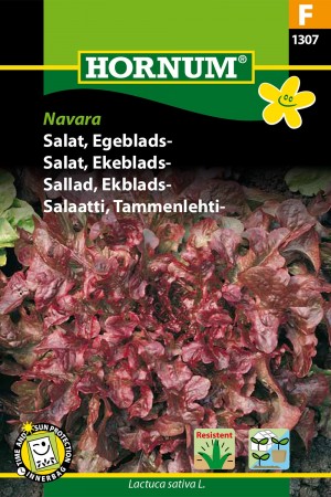 Salat, Ekeblads- 'Navara' (Lactuca sativa L.)