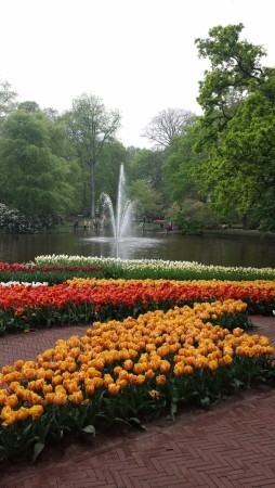 Ferdigpakket blomsterløk!