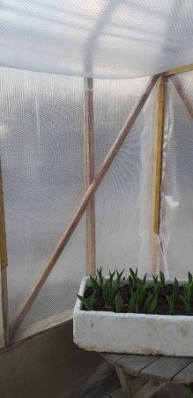 Bobleplast til isolering av drivhus og planter