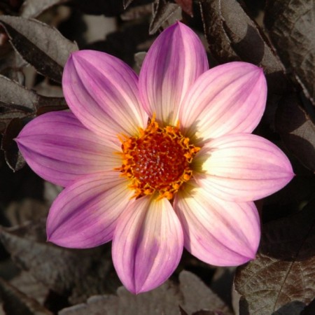 Georgine 'Happy Days Pink' (Dahlia) 1 stk pluggplante