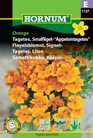 Appelsin-fløyelsblomst, Signet- 'Orange' (Tagetes tenuifolia)