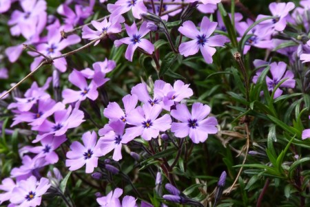 Vårflox 'Purple Beauty' (Phlox Subulata) 1 stk overvintret plante i potte