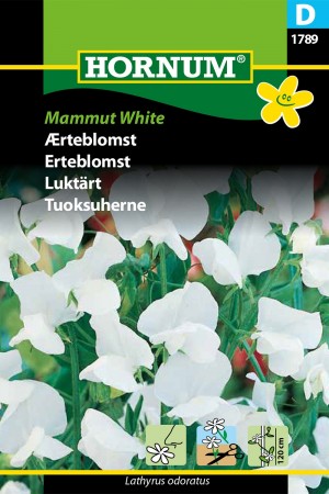 Erteblomst 'Mammut White' (Lathyrus odoratus)