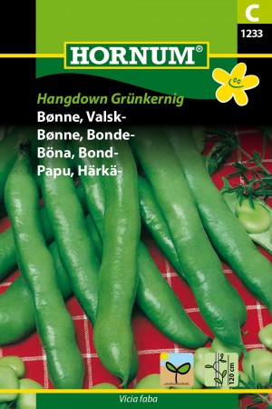 Bønne, Bonde- 'Hangdown Grünkernig' (Vicia faba)