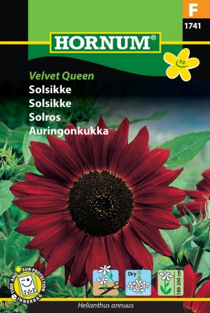 Solsikke 'Velvet Queen' (Helianthus annuus)
