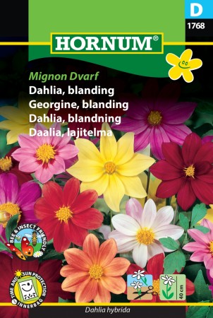 Georgine, blanding 'Mignon Dvarf' (Dahlia hybrida)