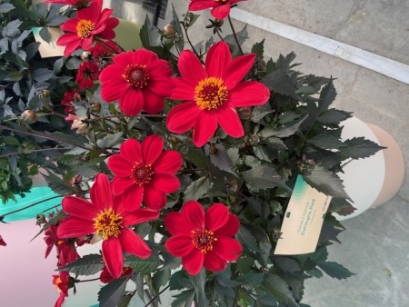 Georgine 'Happy Days Red' (Dahlia) 1 stk pluggplante