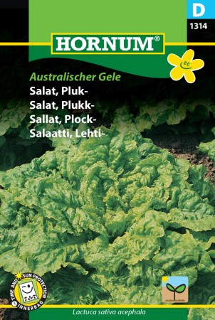 Salat, Plukk- 'Australischer Gele' (Lactuca sativa acephala)