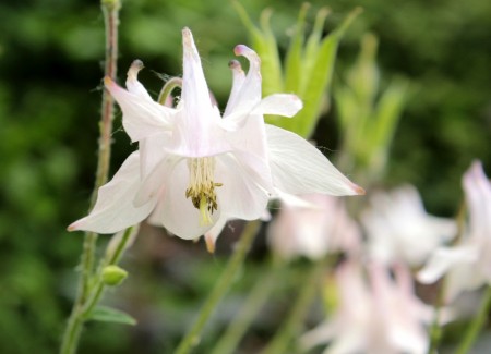 Akeleie 'White Barlow' (Aquilegia vulgaris) 1 stk overvintret plante i potte