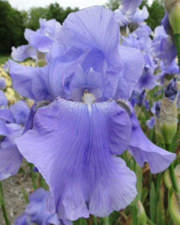 Iris 'HarborBlue ' (Iris Germanica) 1 stk barrot/løk