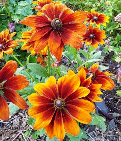 Solhatt 'Autumn Colors' (Rudbeckia hirta)