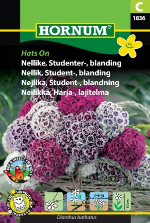 Nellik, Student-, blanding 'Hats On' (Dianthus barbatus)