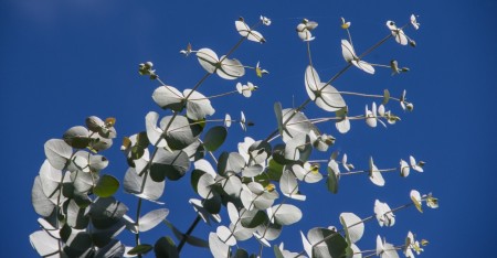 Bladplante Eucalyptus Silverdrop
