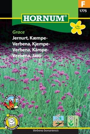 Verbena, Kjempe- 'Grace' (Verbena bonariensis)
