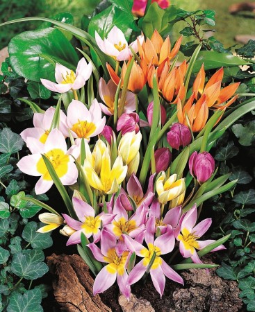 'WILDTULIPS MIXTURE' 7 stk tulipanløk av proffkvalitet