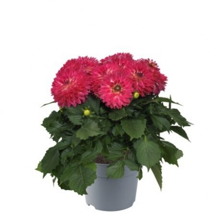 Georgine 'Cherry Lightening' 1 stk pluggplante