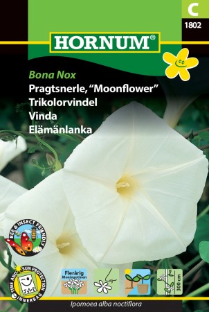 Trikolorvindel 'Bona Nox' (Ipomoea alba noctiflora)